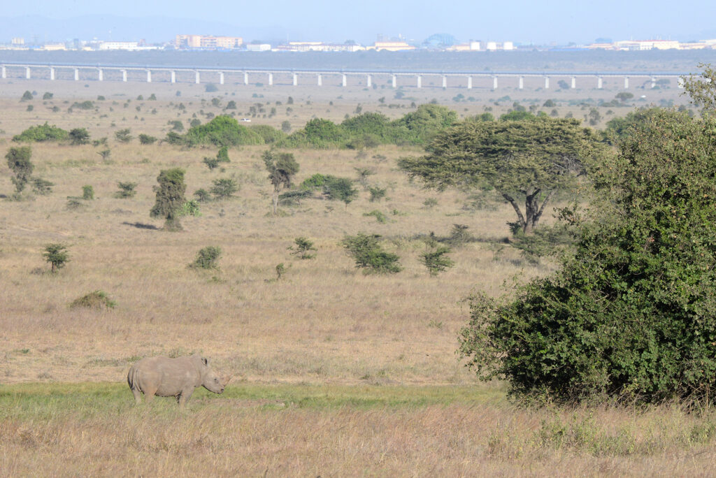 Why Rhinos Are Endangered Helping Rhinos Helping Rhinos why-rhinos-are-endangered-helping-rhinos-helping-rhinos