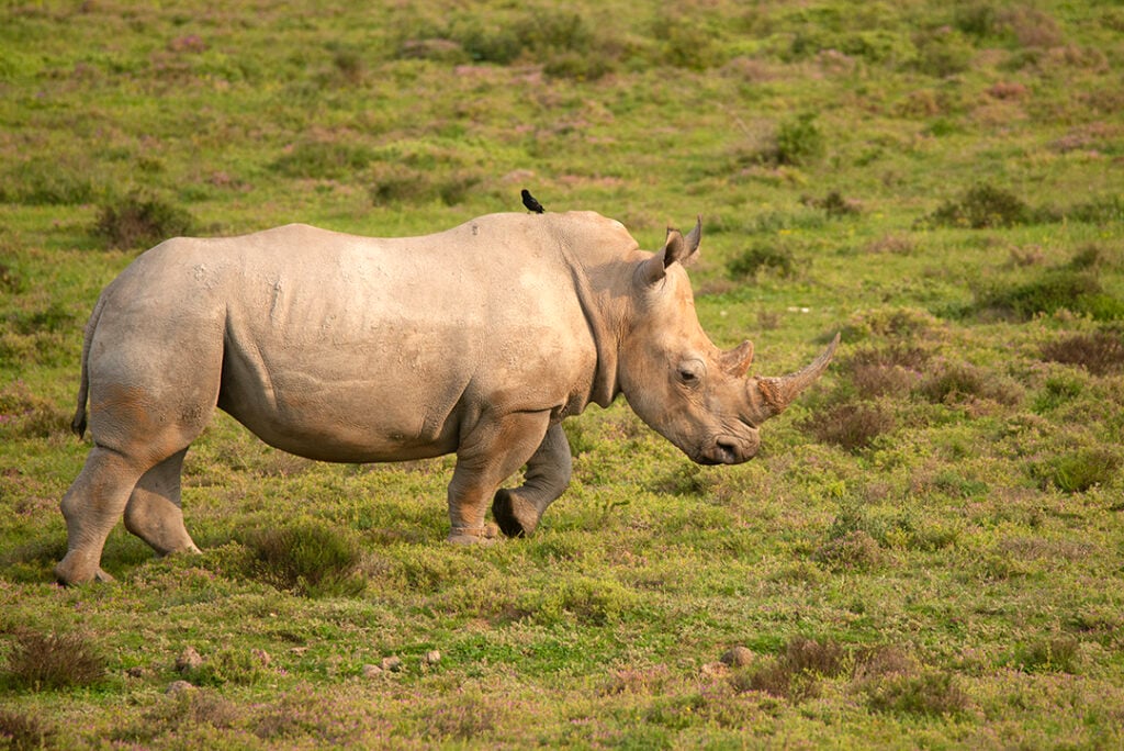 Swit Stat Rino State of the Rhino Report 2024 - Helping Rhinos : Helping Rhinos